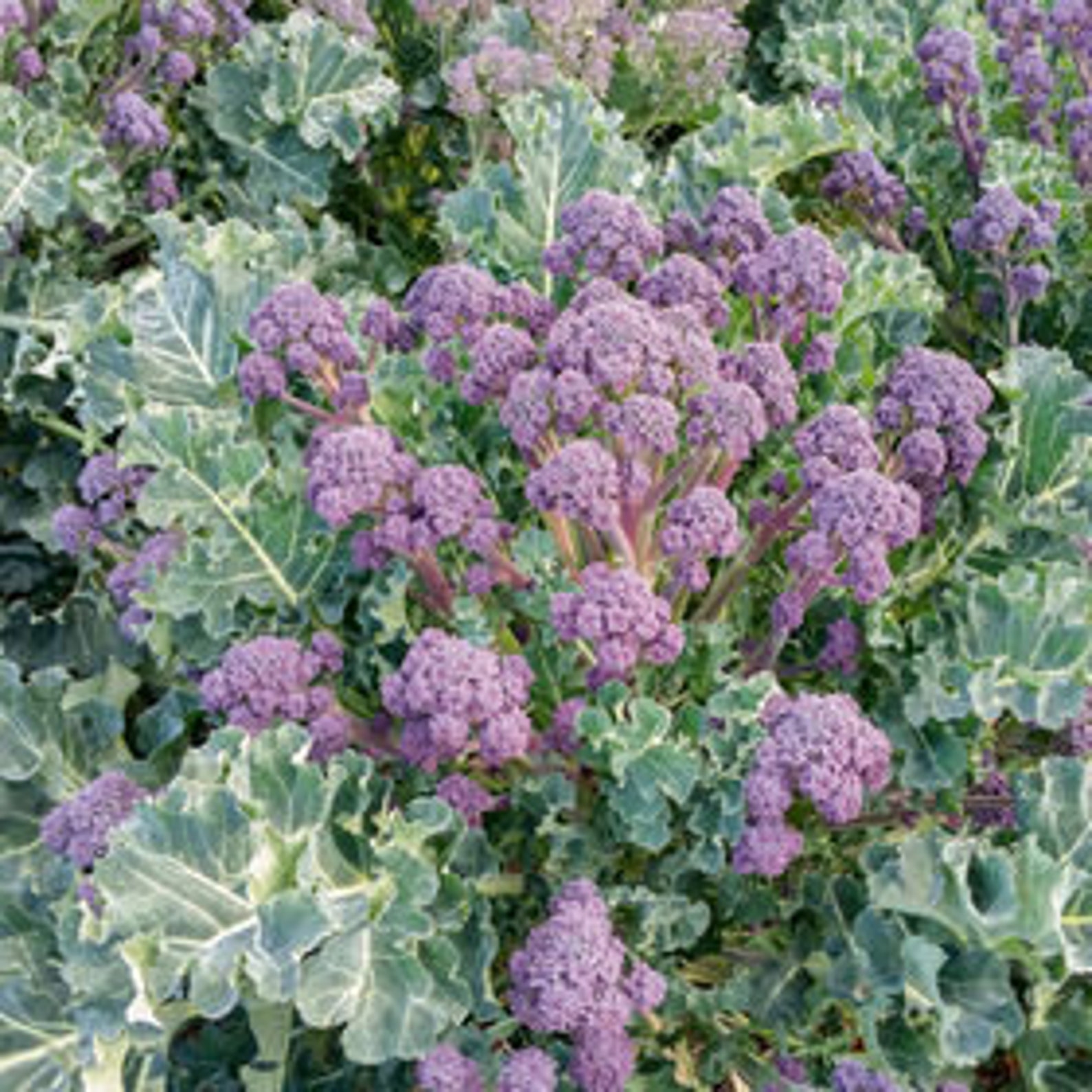 Broccoli Mini Santee Seed 25 - Etsy