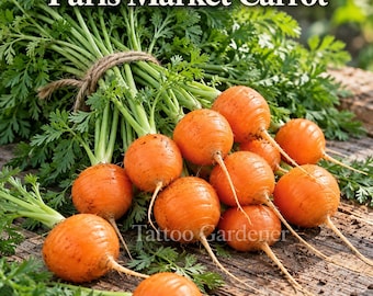 Puede incluir: Un manojo de zanahorias redondas de color naranja tipo Paris Market con hojas verdes vibrantes atadas con cordel. El texto 'Paris Market Carrot' aparece en la parte superior y 'Tattoo Gardener' es visible en el centro.