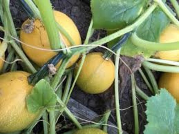Squash Baby Baby Spaghetti Personal Size Winter Squash Seeds 6 Etsy Squash Baby Baby Spaghetti Personal Size Winter Squash Seeds 6 Etsy