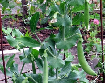 Pea Snap peas sugar daddy seeds 50