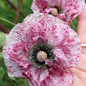 Pandora Mohn Heirloom Samen 20