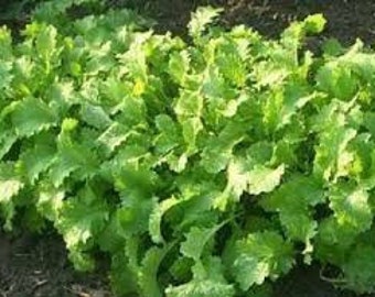 Mustard Brown Herb seeds 25