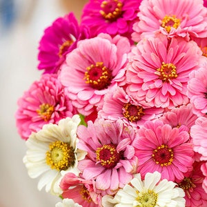 Zinnia show stopper mix seed 50