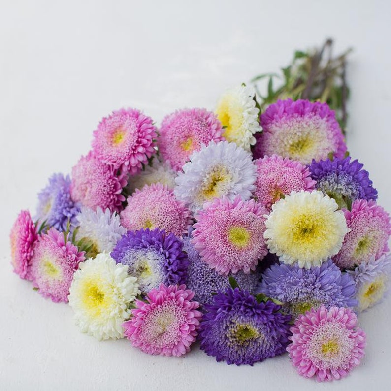 Aster china giant perfection mix Flower seeds 20