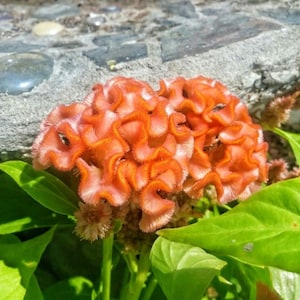 Celosia Cockscomb Orange Peach Heirloom seeds 30
