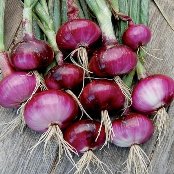 Onion Red Wethersfield seeds 40
