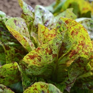 May include: Close-up of a vibrant red and green lettuce plant with speckled leaves. The lettuce has a ruffled texture and a fresh, healthy appearance.
