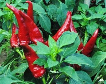 Pepper Hungarian paprika pepper seeds 20