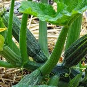 Może przedstawiać: Zbliżenie na roślinę cukinii z kilkoma zielonymi cukiniami rosnącymi na winorośli. Cukinie mają około 15 cm długości i mają ciemnozieloną skórkę z jasnozielonymi paskami. Roślina rośnie w grządce ogrodowej z ściółką ze słomy.