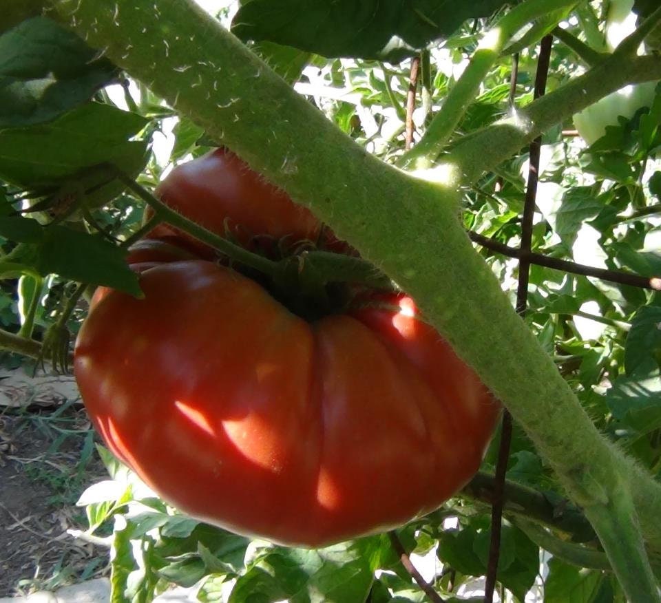 Giant tomato - Etsy 日本