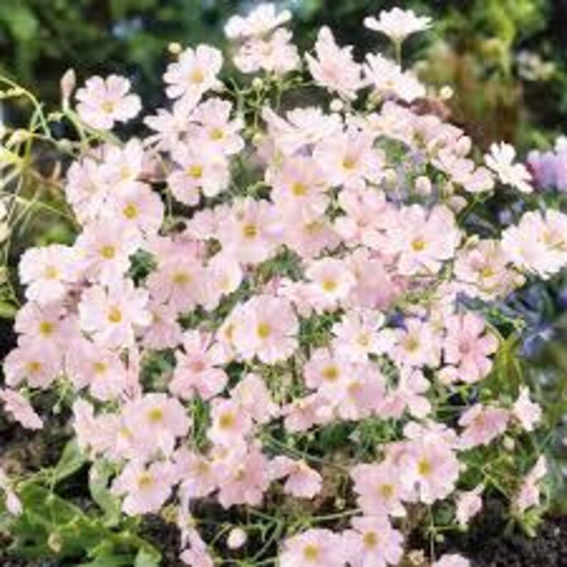Puede incluir: Un grupo de delicadas flores rosas con un centro amarillo, floreciendo en un tallo verde. Las flores est&aacute;n dispuestas en una forma redonda y densa, creando una hermosa muestra de color.