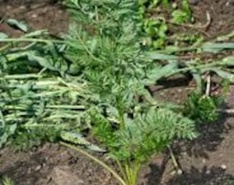 Carrot Berlinkumer seeds 200