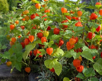 Chinese lantern flower seeds 40