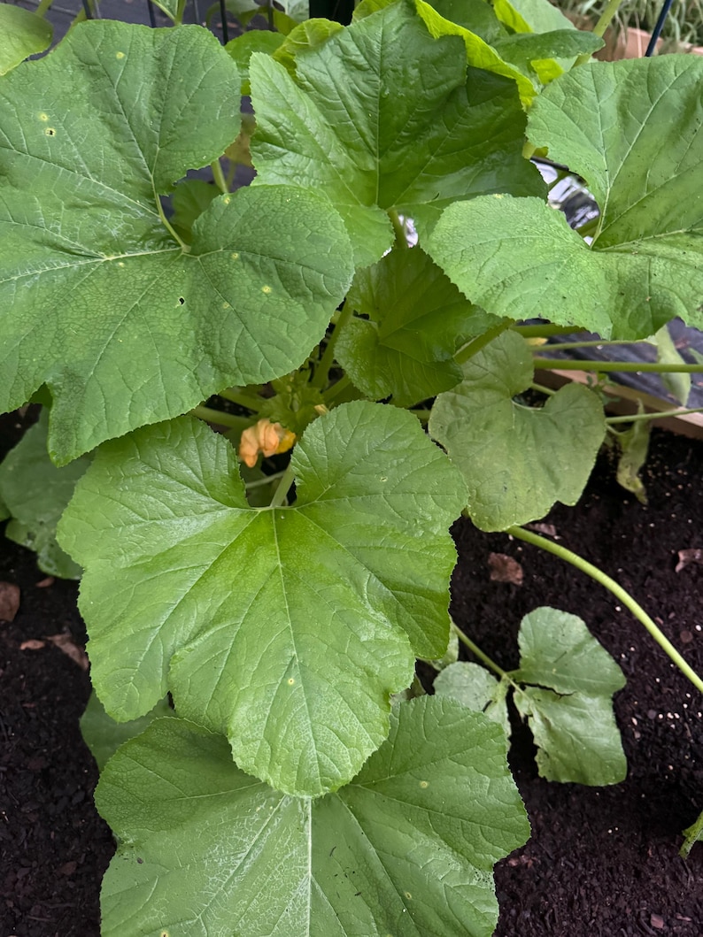 TattooGardener Lemon Sun Patty Pan Squash Seeds - Thumbnail 4