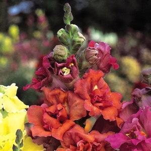 Snapdragon madame butterfly bronze seed 25