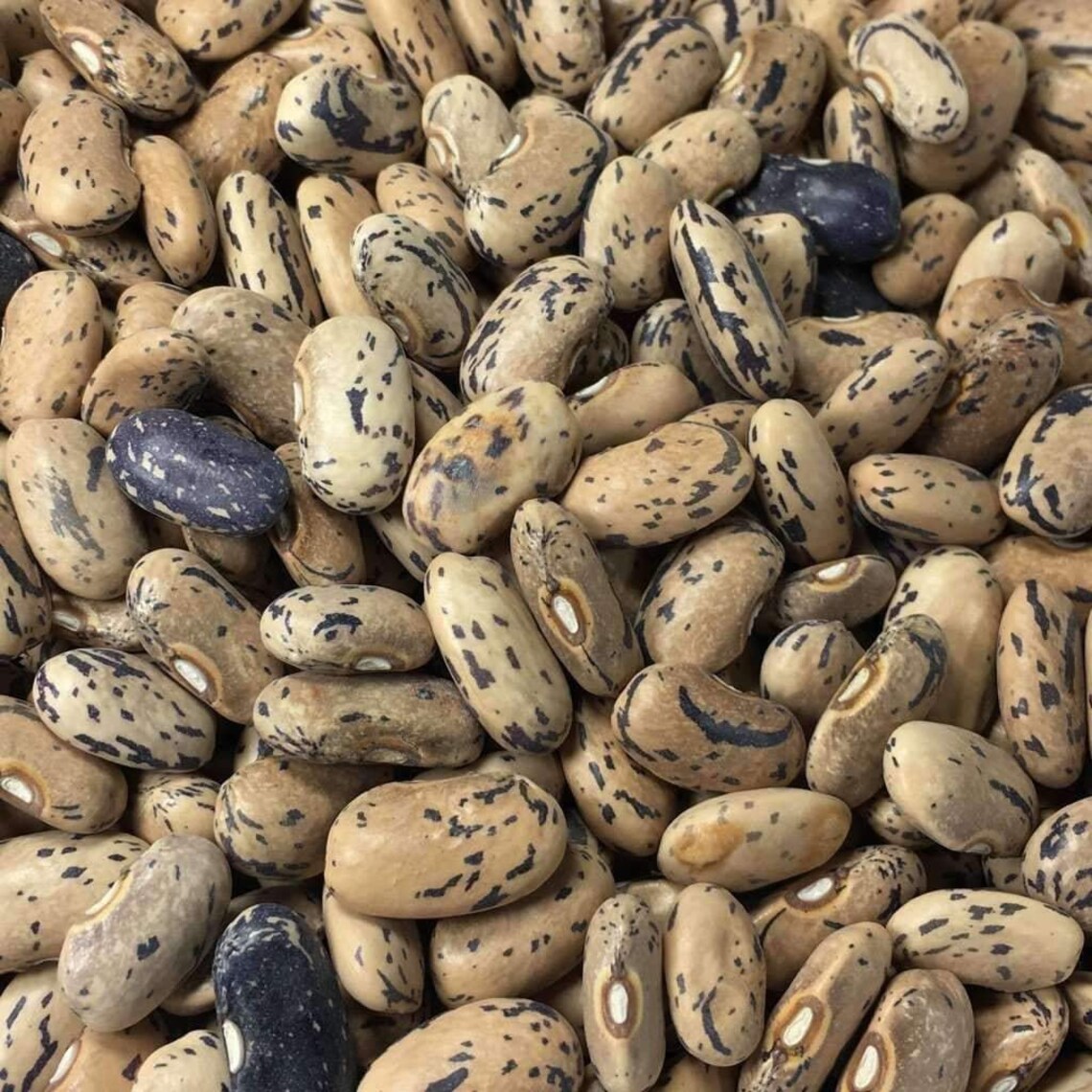 Dragons tongue bean certified organic seeds 10 Etsy
