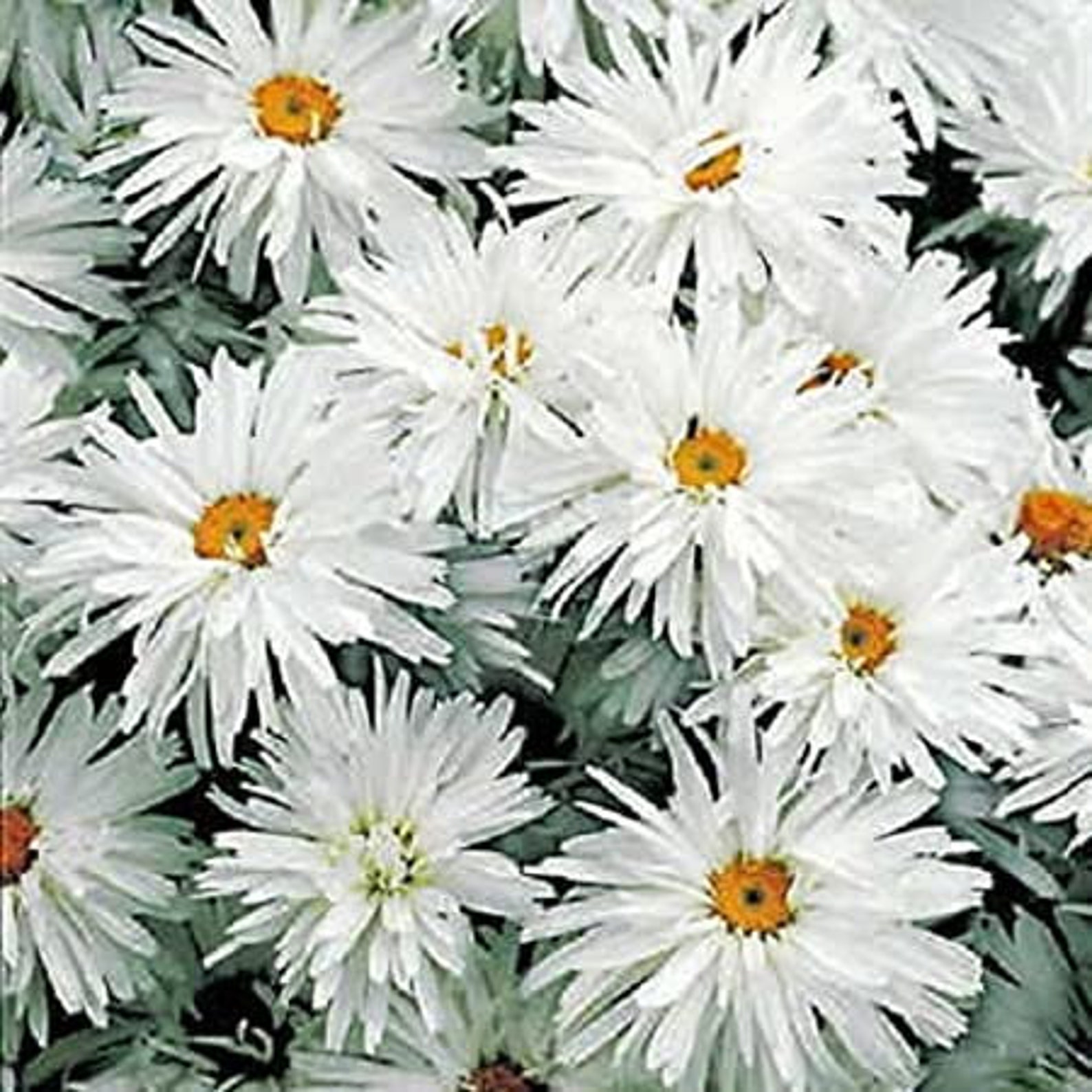 Shasta daisy crazy daisy seeds 10 Etsy