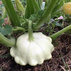 Squash Patty Pan Benning green tint squash seeds 20