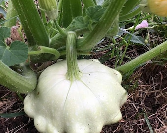 Squash Patty Pan Benning green tint squash seeds 20
