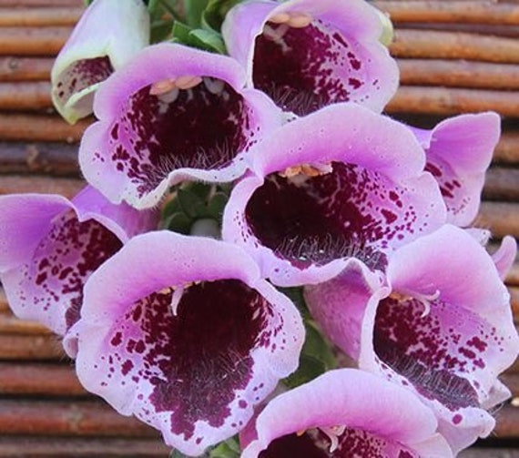 Foxglove Digitalis Sugar Plum Seeds 40 Etsy