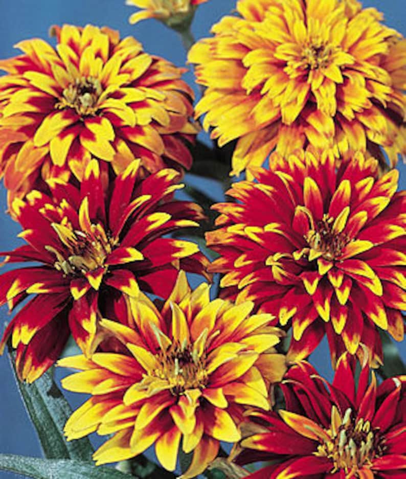 Zinnia old Mexico seeds 20
