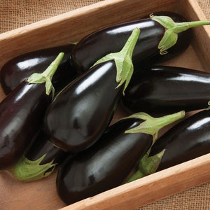 Aubergine Jaylo Gemüsesamen 5