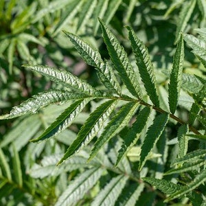 Puede incluir: Primer plano de una planta verde de hojas con un tallo central y múltiples ramas. Las hojas son largas y estrechas con un borde dentado.