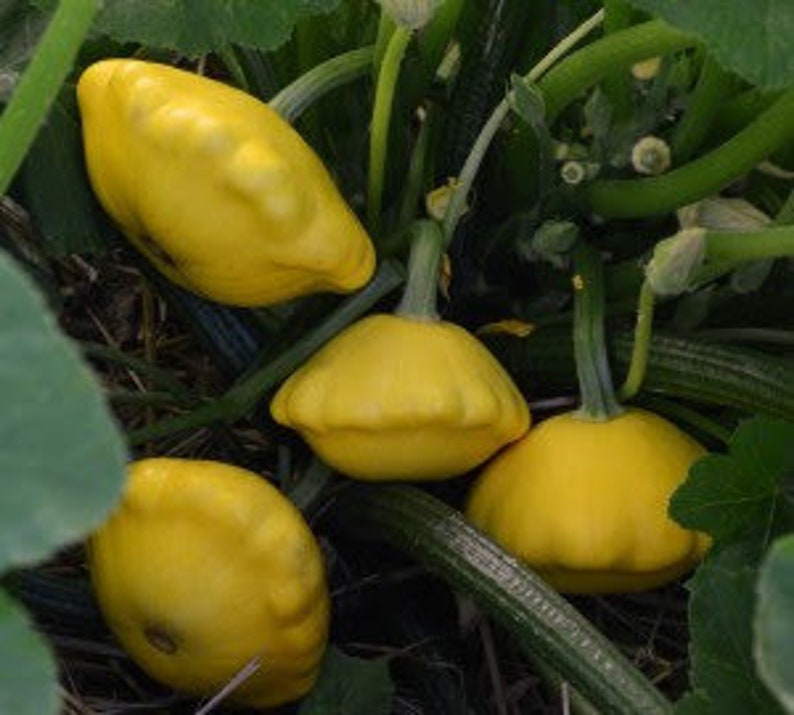 TattooGardener Lemon Sun Patty Pan Squash Seeds - Thumbnail 5