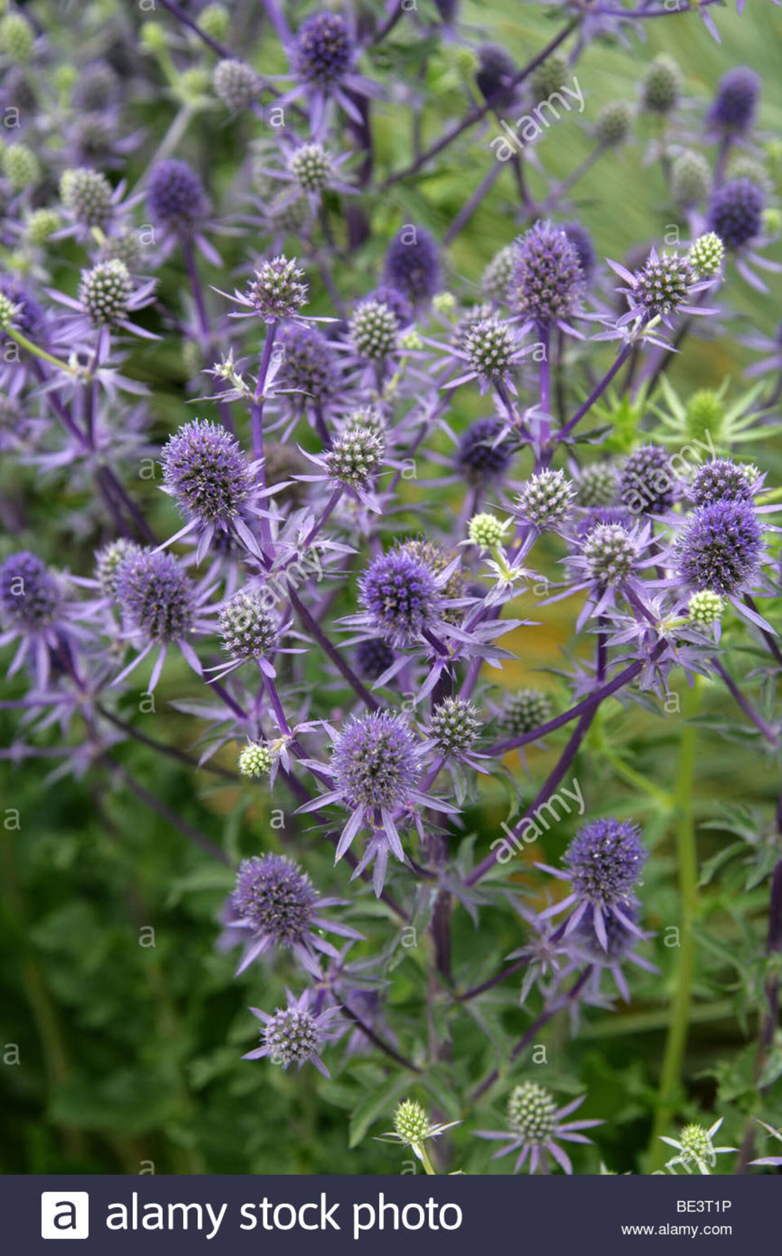 Semillas de Eryngium Blue Glitter 10 Etsy
