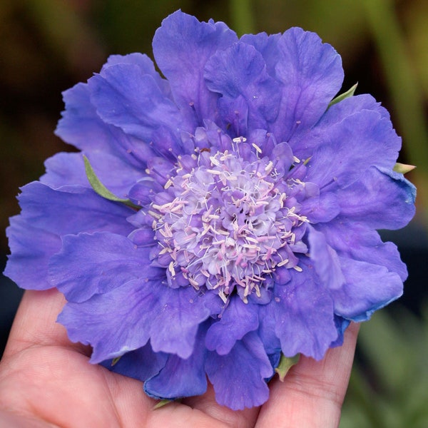 Semilla de flor Scabiosa Fama Deep Blue 25