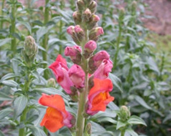 Snapdragon early bronze lll flower seed 25