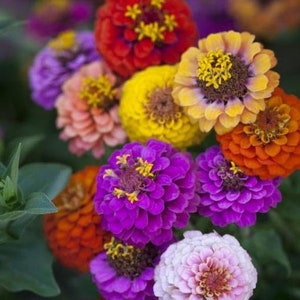 Zinnia Zinderella dwarf button box mix flower seed 50