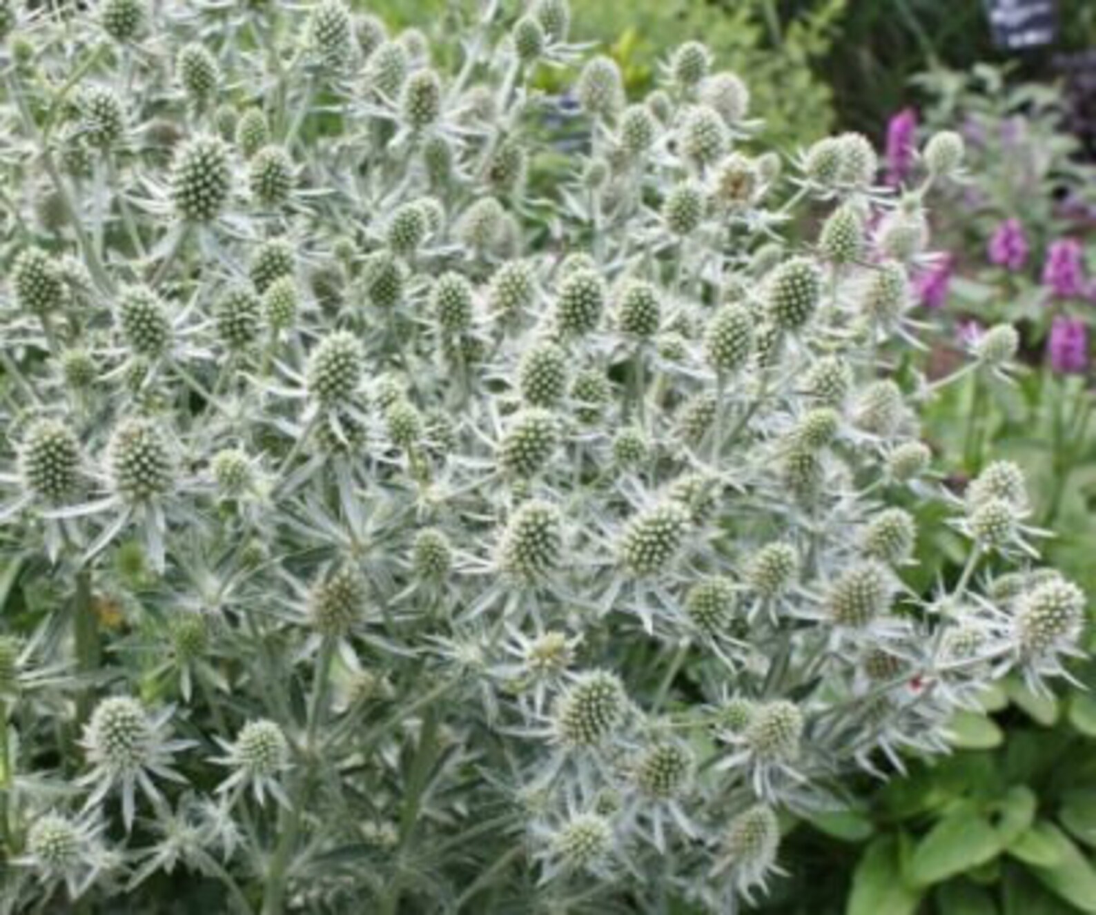 Eryngium White glitter flower seeds 25 Etsy