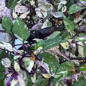 Pepper Purple Tiger seed 10