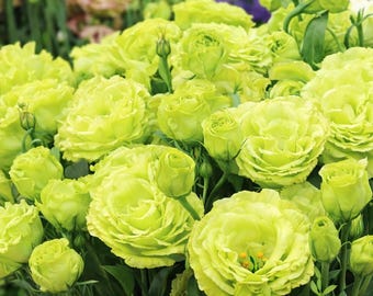 Lisianthus Rosanne  green Pelleted Pelleted Flower Seed 25
