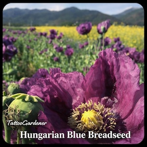 Hongaars broodzaad papaver erfstuk / zaad