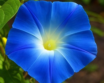 Heavenly Blue Morning Glory Vine Seeds (15)