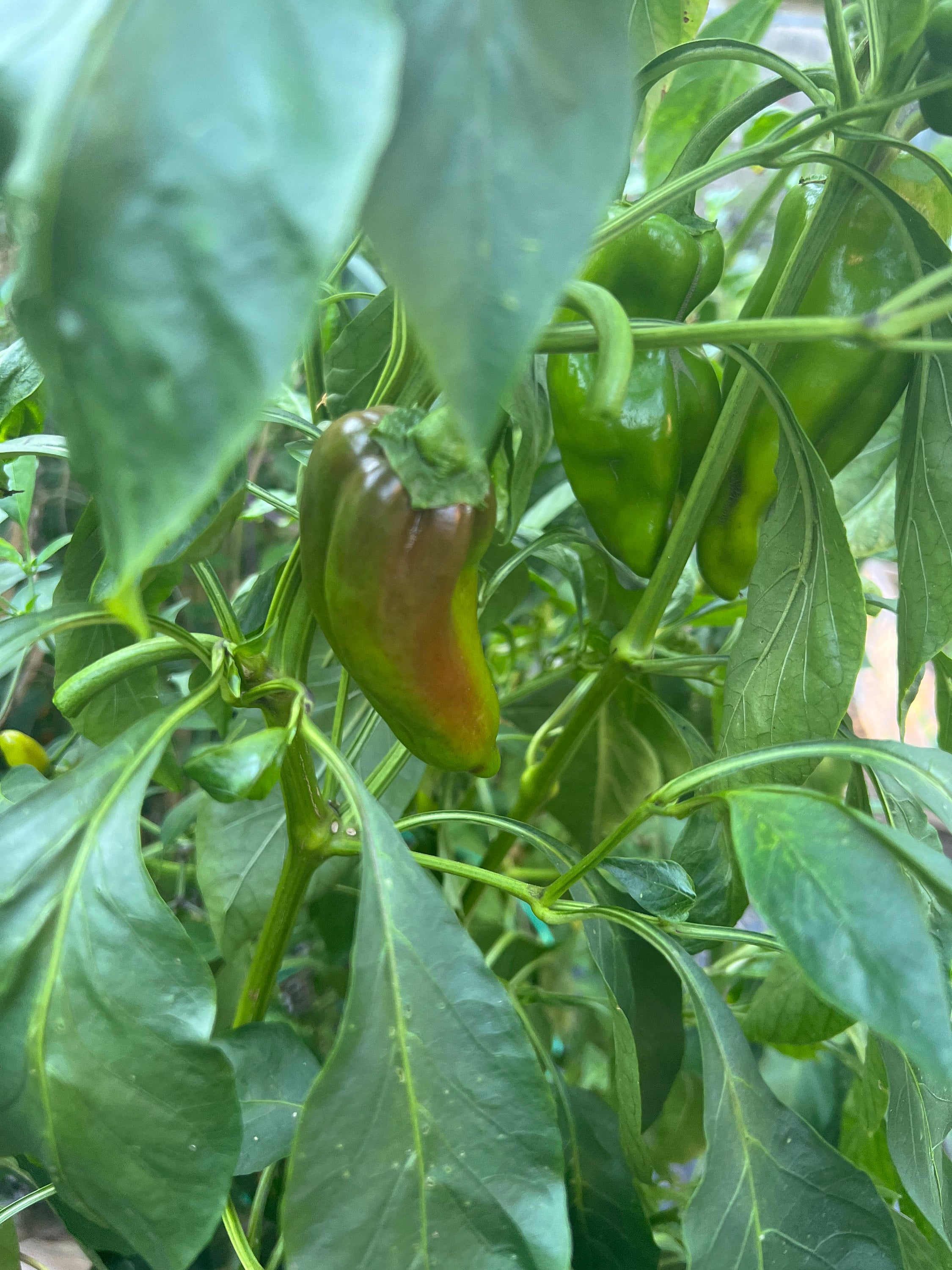 Pepper Mocha Swirl sweet pepper seed 10