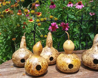 Gourd Bird house seed 10