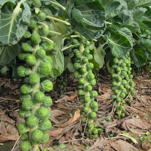Brussel sprouts Dagan  seed 30