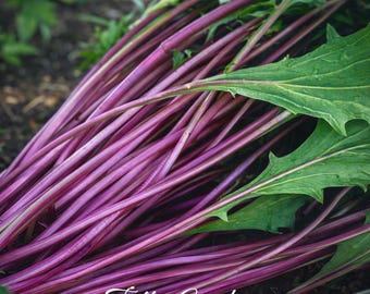 Semillas de reliquia japonesa Mizuna rosa 30