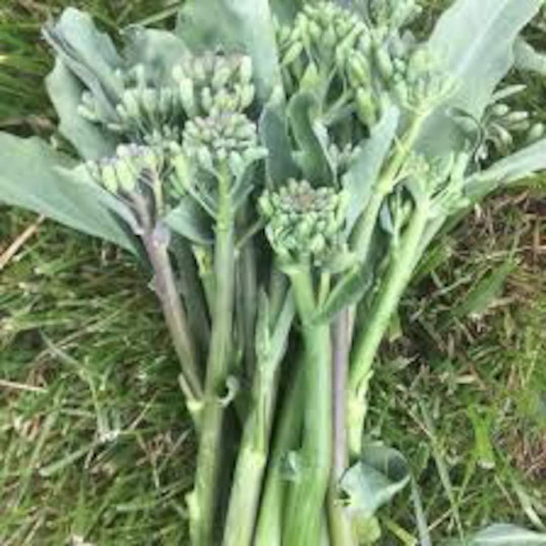 Broccoli Chinese Yod Fah Heirloom Seeds 30 Etsy
