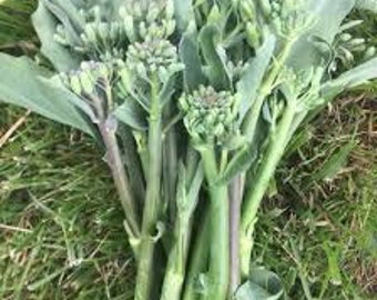 Semi Di Cavolo Broccolo Riccio Di Sarno - Confezione Da 300 Semi - Foto 12