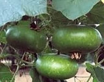 Corsican gourd seeds 10