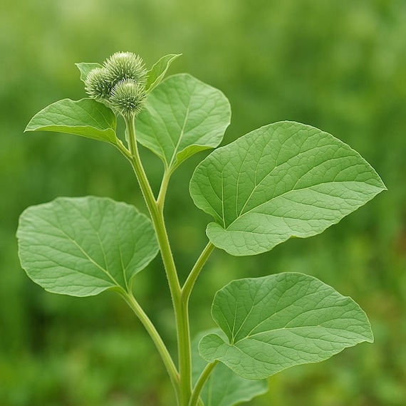 Burdock Burdock Gobo Seeds 10 - Etsy