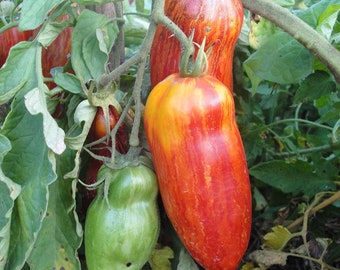 Tomaten gespenschte römische Bio-Samen 15