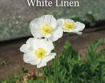 California White Linen Poppy heirloom flower seed