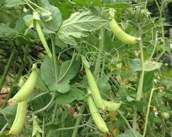Sementes de ervilha, flor de magnólia, Tendril, 50