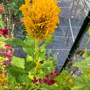 Celosia Crystal beauty flower seeds 25