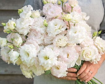 Lisianthus Voyage 2 First Love  Pelleted Flower Seed 25